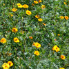 Marigold Nematode Control Seed Mix - (Tagetes patula)