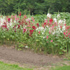 Stand of Indian Spring Mix Hollyhocks - (Alcea rosea)