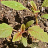 Love-Lies-Bleeding Amaranth Seedlings - (Amaranthus caudatus)