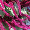 Love-Lies-Bleeding Amaranth Flowers - (Amaranthus caudatus)
