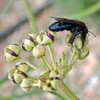 Carpenter Bee on Antelope or Spider Milkweed flowers - (Asclepias asperula)