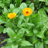 Pot Marigold Flowers - (Calendula officinalis)