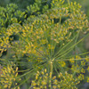 Dukat Dill - (Anethum graveolens)