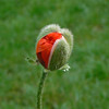 Red Corn Poppy bud - (Papaver rhoeas)