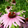 Purple Coneflower Echinacea flowers with bees - (Echinacea purpurea)