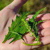 Epazote leaves - (Chenopodium ambrosioides)