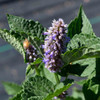 Anise Hyssop - (Agastache foeniculum)