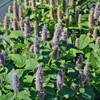 Anise Hyssop - (Agastache foeniculum)