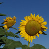 Black Russian Sunflower - (Helianthus annuus)
