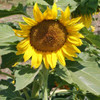 Dwarf Sunspot Sunflower head - (Helianthus annuus)