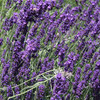 English Lavender - (Lavandula angustifolia)