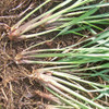 East Indian Lemongrass Roots - (Cymbopogon flexuosus)