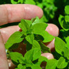 Sweet Marjoram leaves - (Origanum majorana)