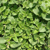 Sweet Marjoram leaves - (Origanum majorana)