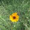 Navajo/Hopi Tea (Greenthread) flower and seedpod - (Thelesperma filifolium)