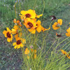Navajo/Hopi Tea (Greenthread) flowers - (Thelesperma filifolium)