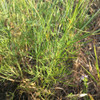 Navajo/Hopi Tea (Greenthread) stems - (Thelesperma filifolium)