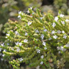 True Greek Oregano Flowers - (Origanum heracleoticum)