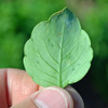 Papalo/Quilquiña Leaf- (Porophyllum ruderale ssp. macrocephalum)