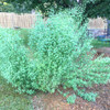 Papalo/Quilquiña plant in Mississippi - (Porophyllum ruderale ssp. macrocephalum)