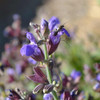 Common/Culinary/Garden Sage - (Salvia officinalis)