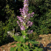 Flowering Clary Sage 