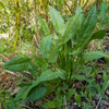 Large Leaf Sorrel  - (Rumex acetosa)