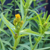 Mexican Marigold/Mexican Tarragon buds and blossoms - (Tagetes lucida)