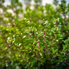 English Thyme  - (Thymus vulgaris)
