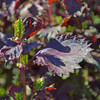 Red Shiso/Perilla leaves and flower buds - (Perilla frutescens var. crispa)
