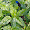 Genovese Basil leaves - (Ocimum basilicum)