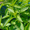 Lime Basil plant - (Ocimum americanum)