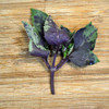 Purple Dark Opal Basil sprig - (Ocimum basilicum)
