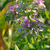 Lemon Bee Balm flowers - (Monarda citriodora)