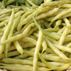 Golden Wax Bean - (Phaseolus vulgaris)