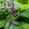 Royalty Purple Pod Bush Bean flowers and beans - (Phaseolus vulgaris)
