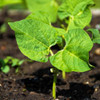 Rattlesnake Pole Bean Seedling - (Phaseolus vulgaris)