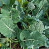 De Cicco Broccoli Shoots and Leaves - (Brassica oleracea)