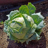 Danish Ballhead Cabbage - (Brassica oleracea)
