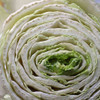 Pak Choi cross-section 