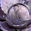 Red Acre Cabbage - (Brassica oleracea)