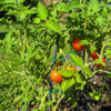 Ripening Principe Borghese Tomatoes - (Lycopersicon lycopersicum)