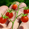 Sara's Galapagos Tomato - (Lycopersicon lycopersicum)