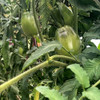 Young Amish Paste Tomatoes - (Lycopersicon lycopersicum)