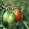 Black Plum Tomato Seeds - (Lycopersicon lycopersicum)