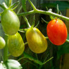 Ripening Italian Roma Tomatoes - (Lycopersicon lycopersicum)