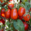 Italian Roma Tomatoes on the Vine - (Lycopersicon lycopersicum)