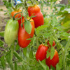 San Marzano Tomatoes on the Vine - (Lycopersicon lycopersicum)