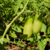 Green San Marzano Tomatoes - (Lycopersicon lycopersicum)