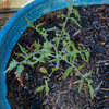 Speckled Roman Tomato Plant